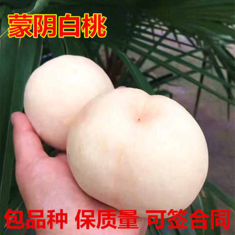蒙阴白桃苗品种纯正根系发达现挖现发保湿发货