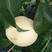 蒙阴白桃苗品种纯正根系发达现挖现发保湿发货