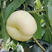 奶油蟠桃苗品种纯正根系发达现挖现发保湿发货