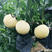 奶油蟠桃苗品种纯正根系发达现挖现发保湿发货