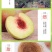 青州蜜桃苗品种纯正根系发达现挖现发保湿发货