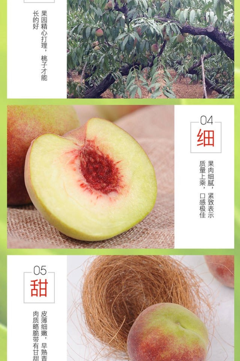 青州蜜桃苗品种纯正根系发达现挖现发保湿发货