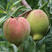 鹰嘴蜜桃苗品种纯正根系发达现挖现发保湿发货