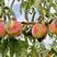 映霜红桃树苗品种纯正根系发达现挖现发保湿发货