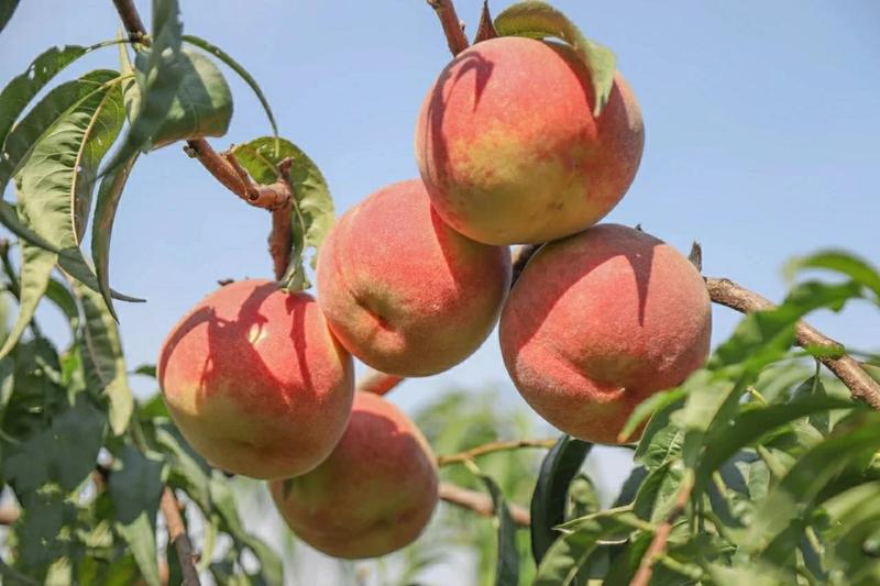 映霜红桃树苗品种纯正根系发达现挖现发保湿发货