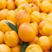 中油8号黄桃苗品种纯正根系发达现挖现发保湿发货