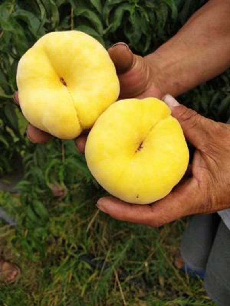 油蟠7号桃树苗品种纯正根系发达现挖现发保湿发货