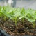 樟树青辣椒【寻合伙加盟】种子公司种植基地农庄农户联营合作
