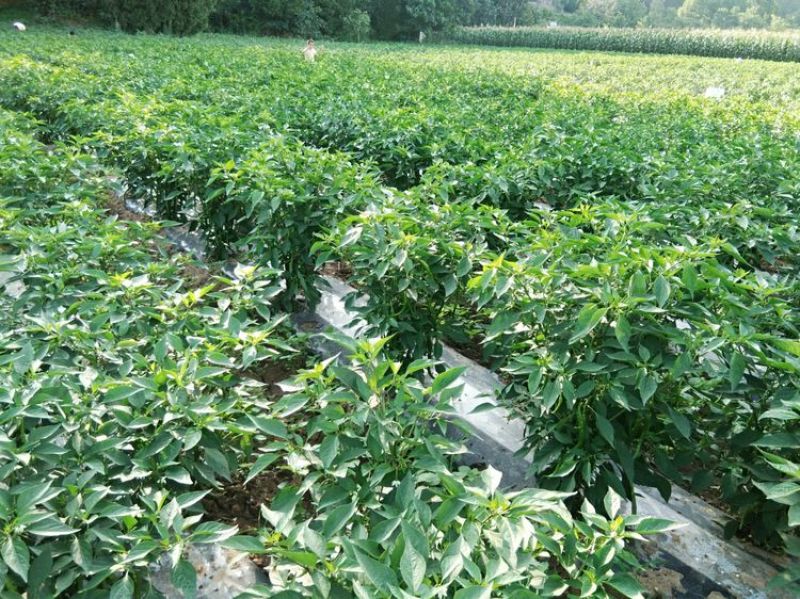 樟树青辣椒【寻合伙加盟】种子公司种植基地农庄农户联营合作