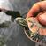 西锦龟产地直发大量上市成活率高适应能力强