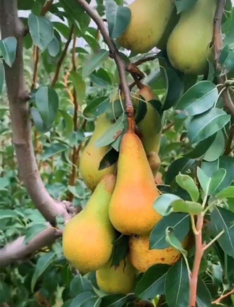 阿巴特梨苗品种纯正根系发达现挖现发保湿发货
