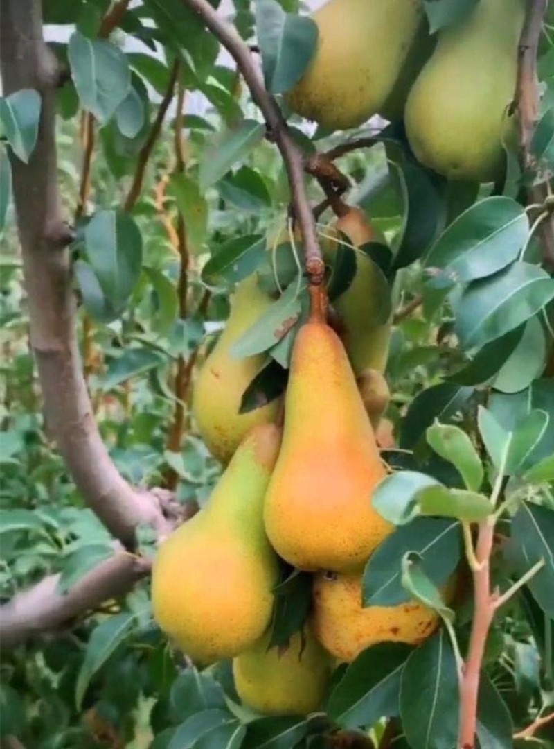 阿巴特梨苗品种纯正根系发达现挖现发保湿发货