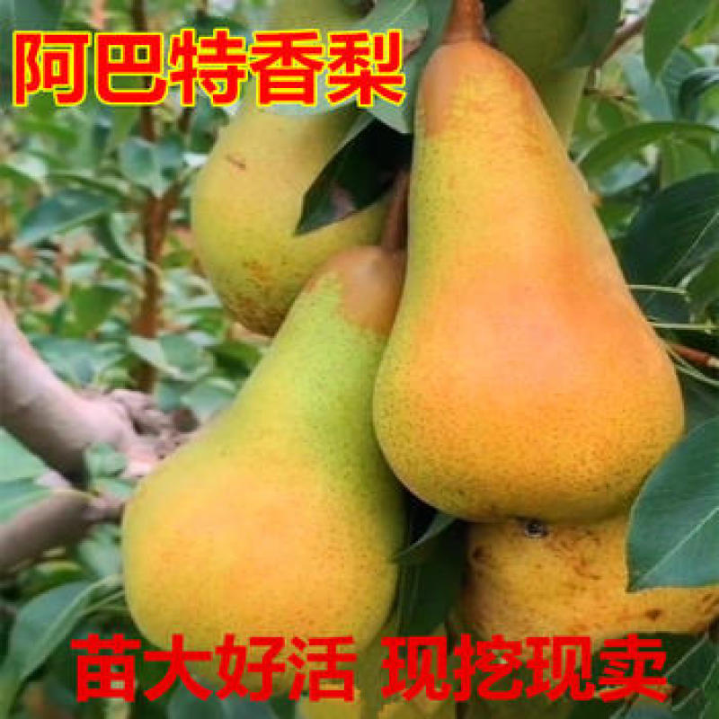 阿巴特梨苗品种纯正根系发达现挖现发保湿发货