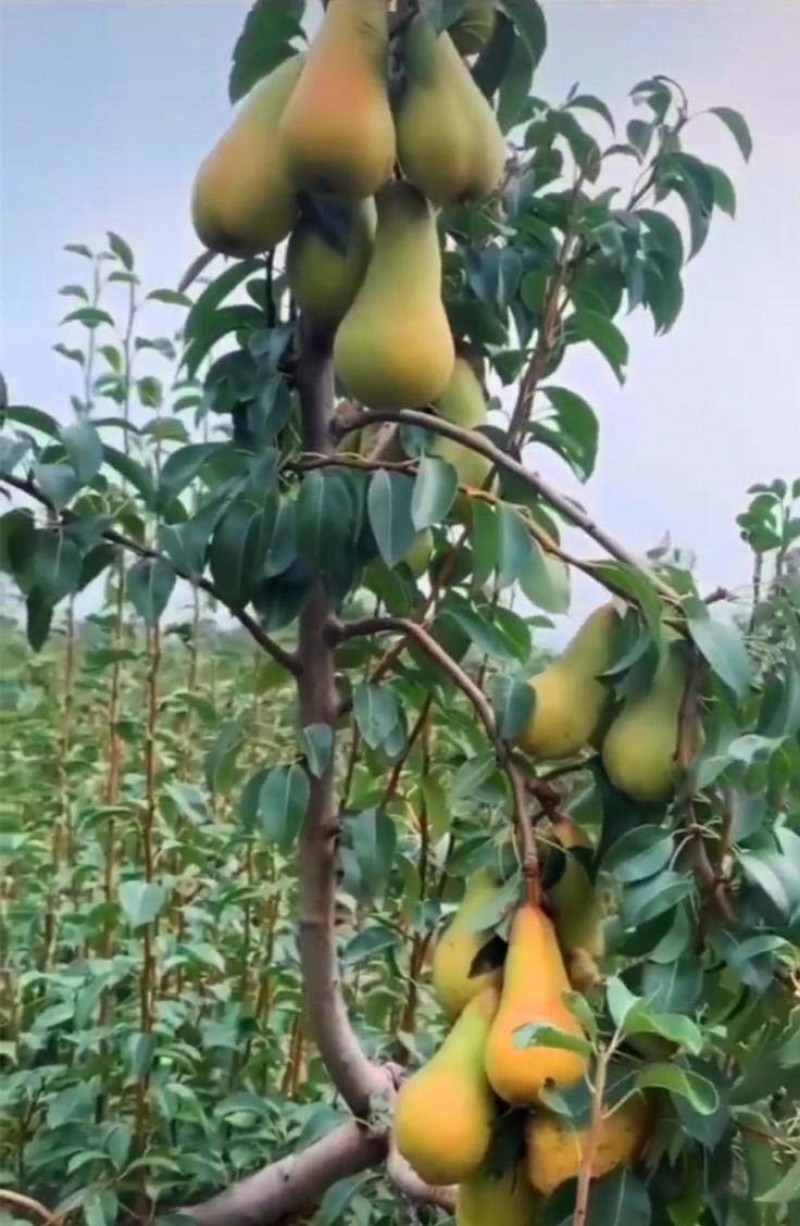 阿巴特梨苗品种纯正根系发达现挖现发保湿发货