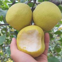 翠冠梨苗品种纯正根系发达现挖现发保湿发货