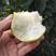 翠玉梨苗品种纯正根系发达现挖现发保湿发货