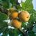 丰水梨苗品种纯正根系发达现挖现发保湿发货