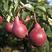 红考密斯梨苗品种纯正根系发达现挖现发保湿发货