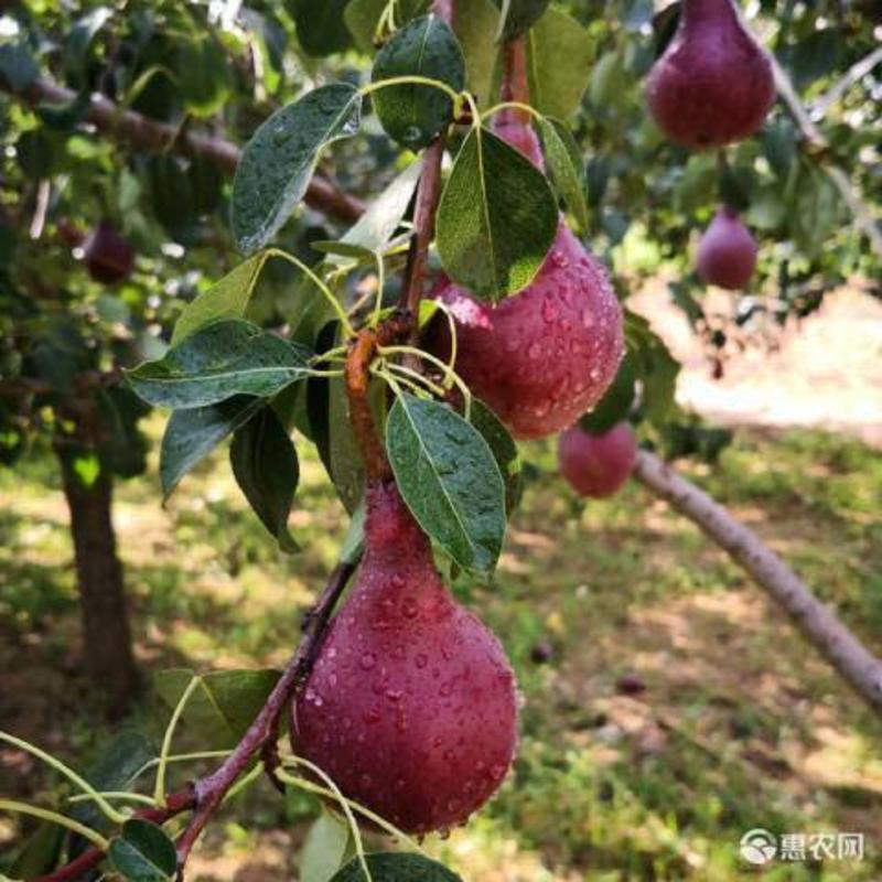 红考密斯梨苗品种纯正根系发达现挖现发保湿发货