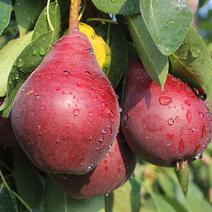 红啤梨苗品种纯正根系发达现挖现发保湿发货