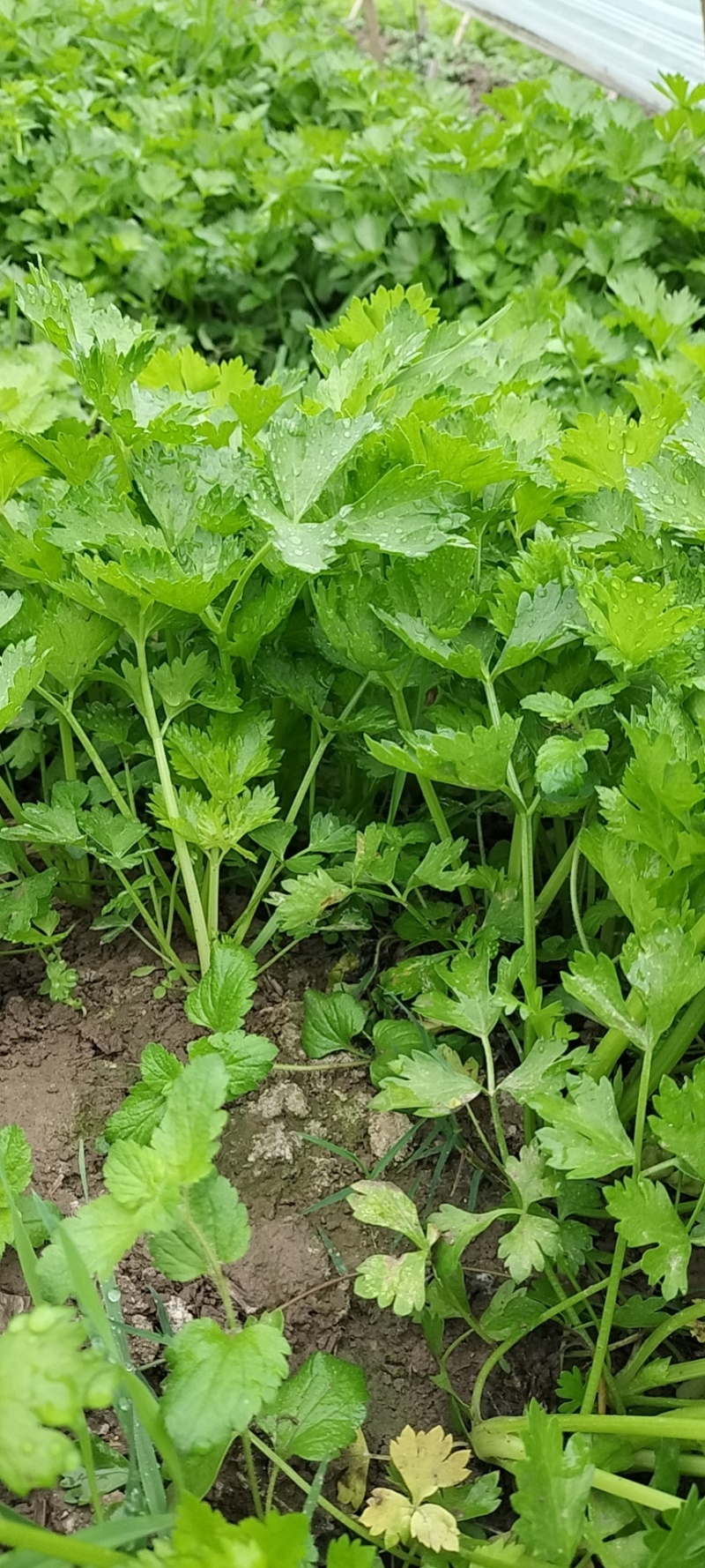 砀山万亩基地，出售芹菜苗，基地提供技术指导，稳定供货全国