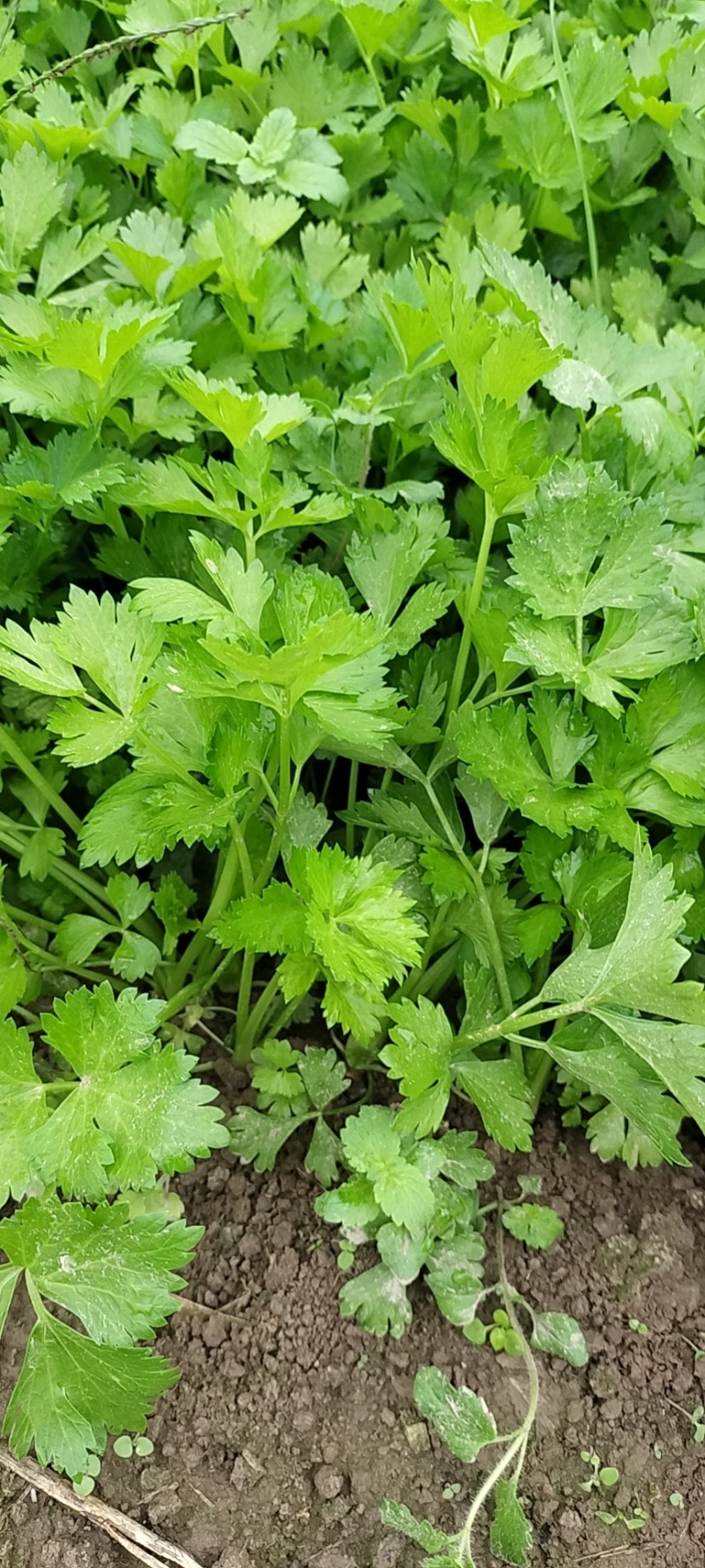 砀山万亩基地，出售芹菜苗，基地提供技术指导，稳定供货全国