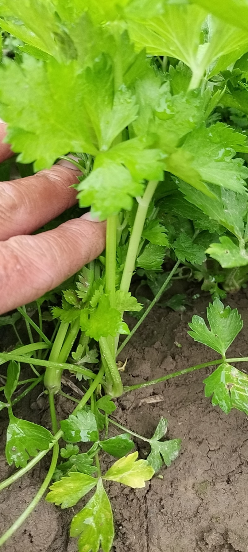 砀山万亩基地，出售芹菜苗，基地提供技术指导，稳定供货全国