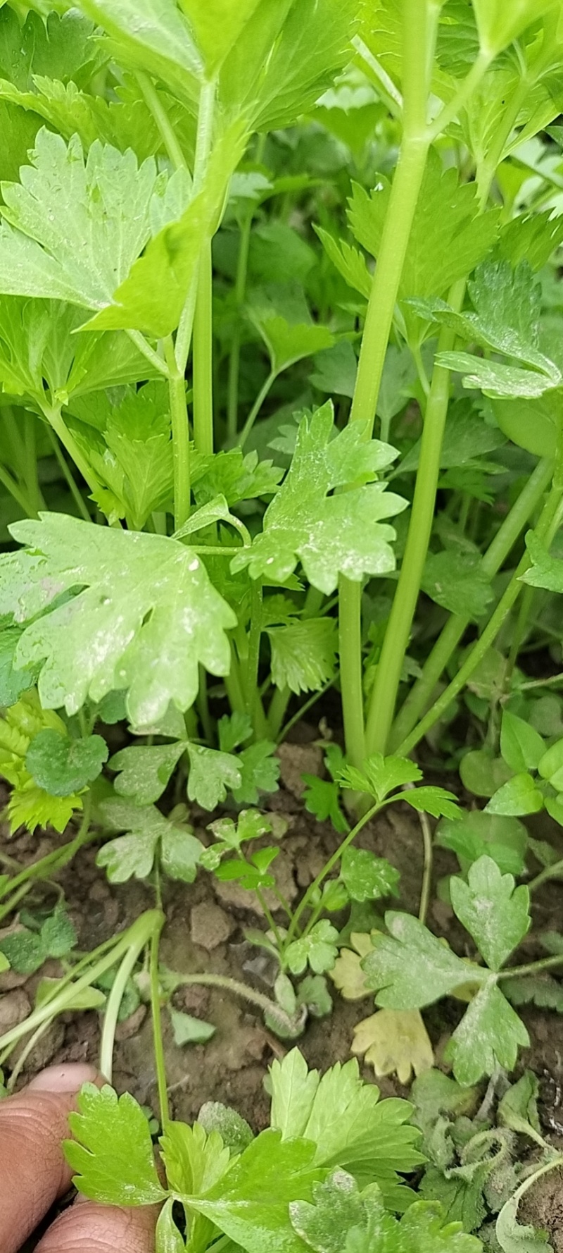 砀山万亩基地，出售芹菜苗，基地提供技术指导，稳定供货全国