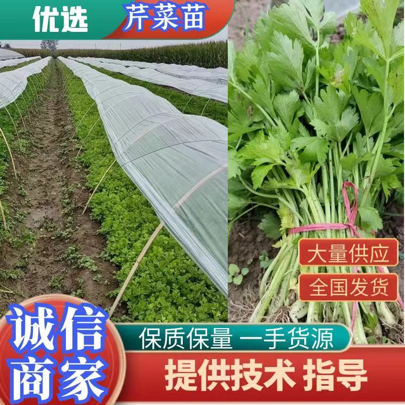 砀山万亩基地，出售芹菜苗，基地提供技术指导，稳定供货全国