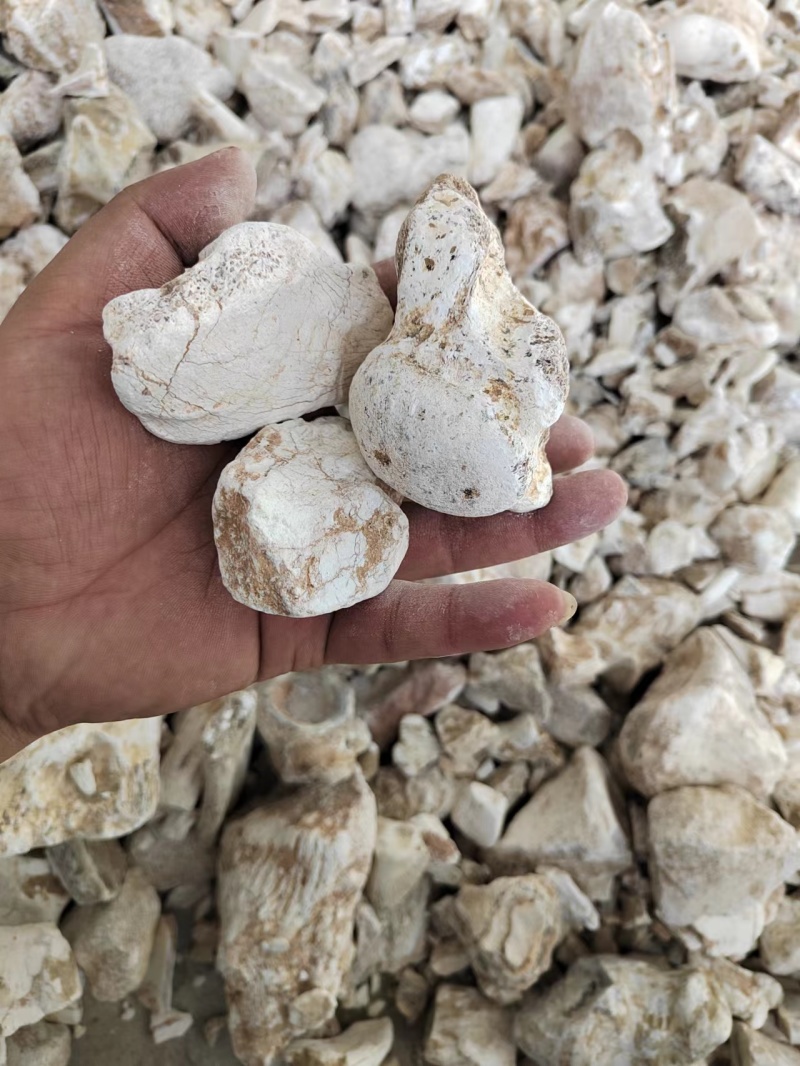 矿物龙骨中药材，诚信经营，量大从优，欢迎选购