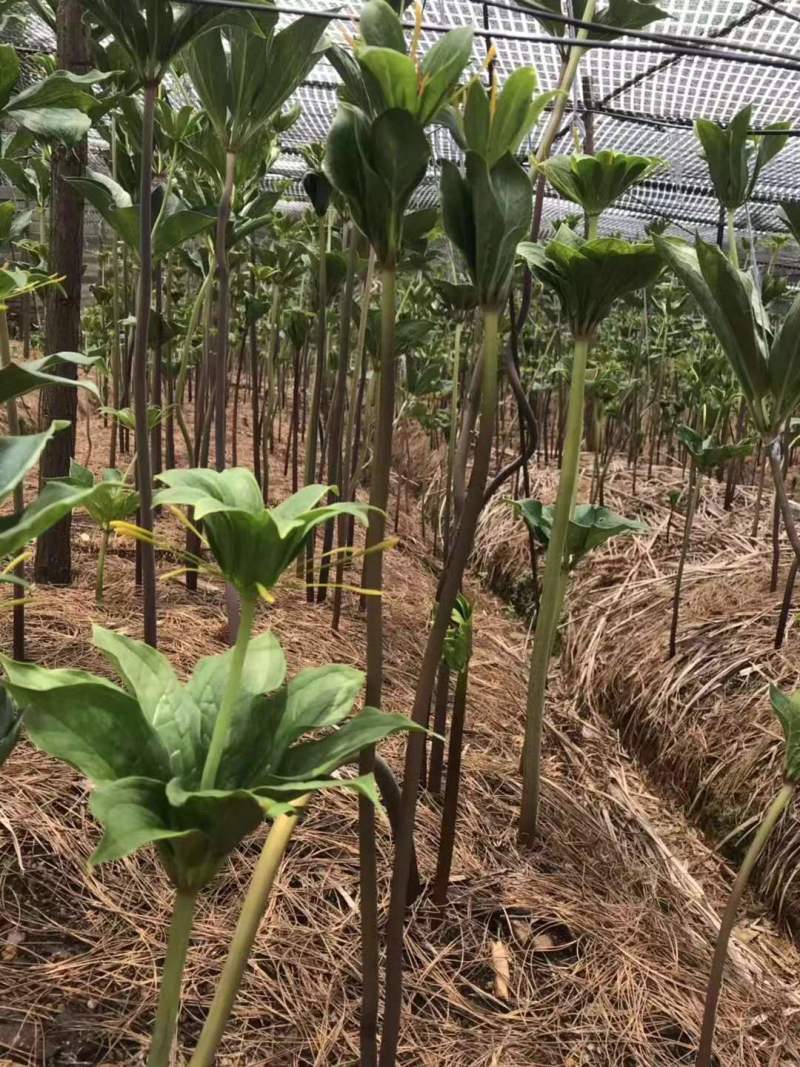 云南文山鲜三七价格实惠大量上市，诚信经营，欢迎选购