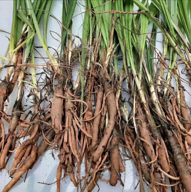 国产野生仙茅鲜货需要的老板联系
