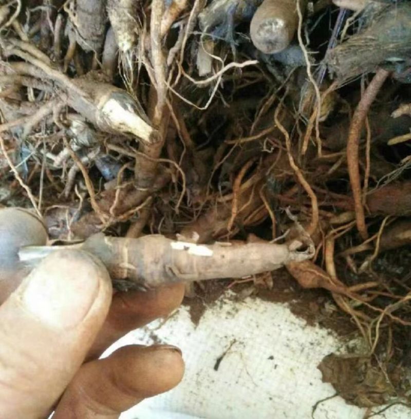 国产野生仙茅鲜货需要的老板联系