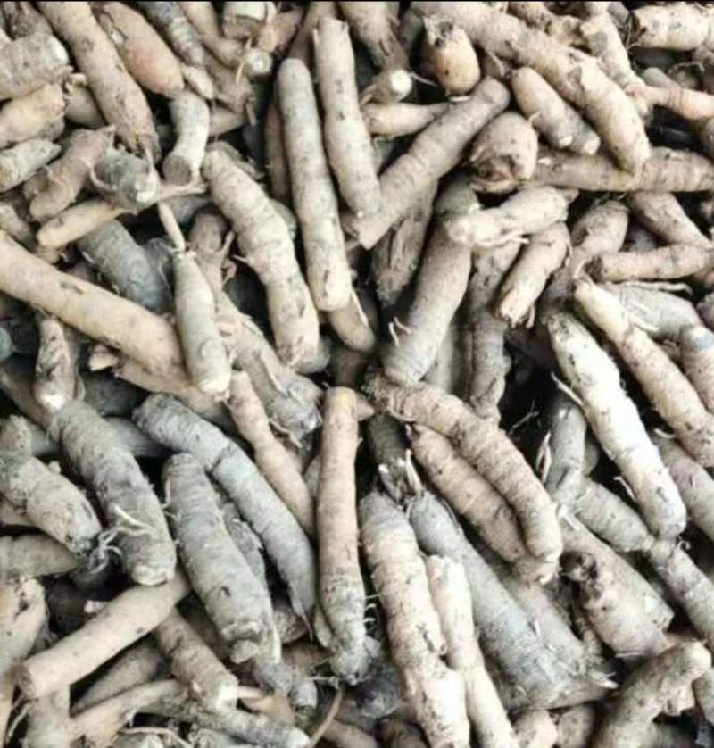 国产野生仙茅鲜货需要的老板联系
