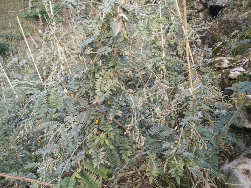 山豆根种子有需要的老板联系了解可以咨询