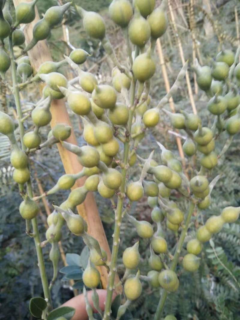 山豆根种子有需要的老板联系了解可以咨询