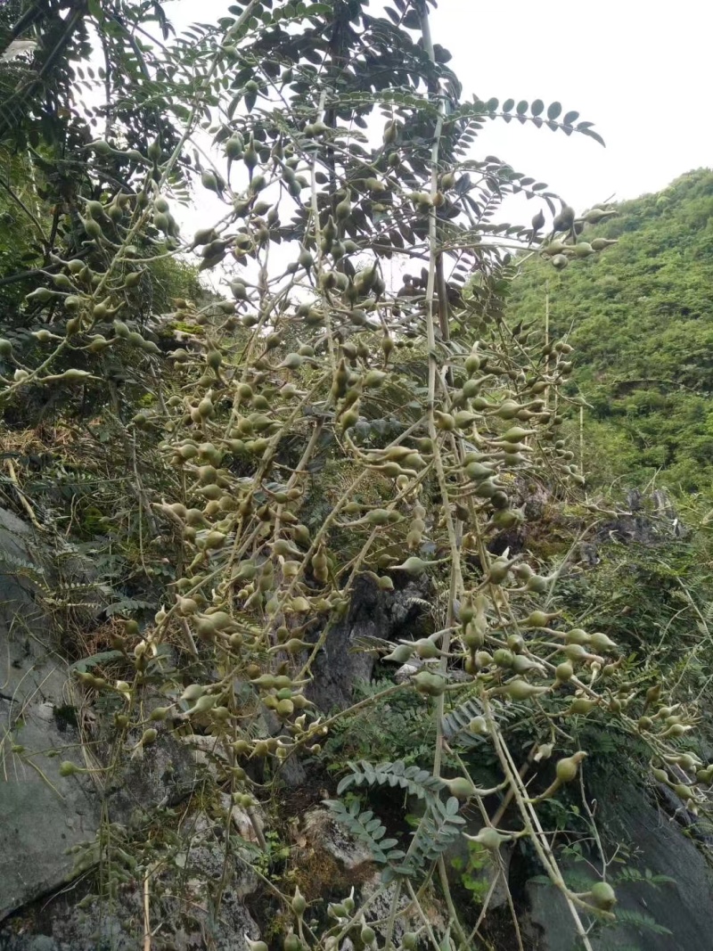 山豆根种子有需要的老板联系了解可以咨询