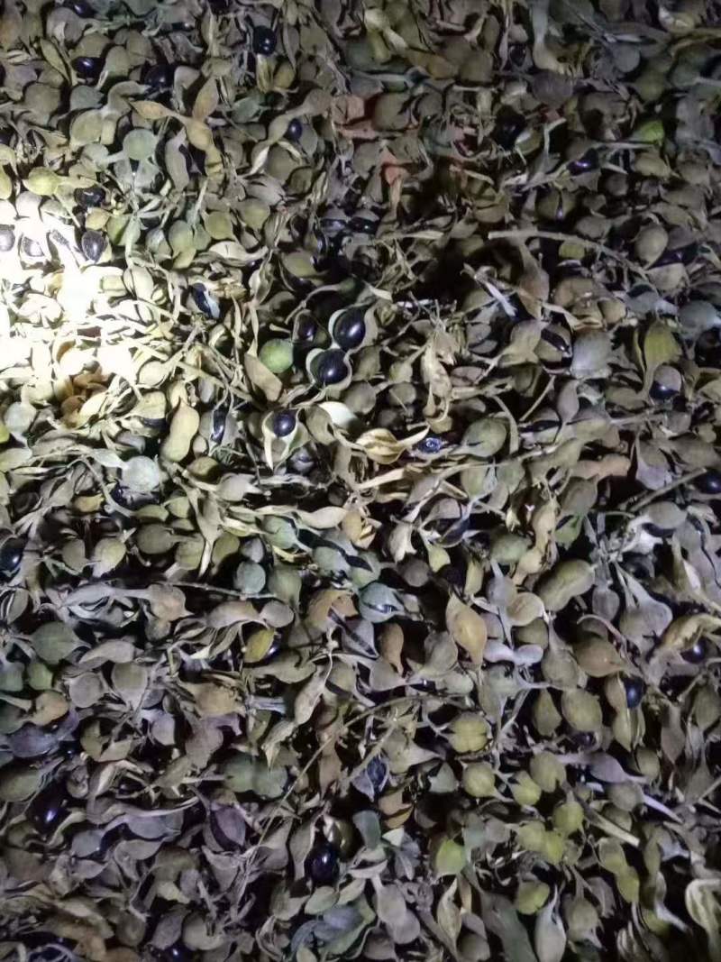 山豆根种子有需要的老板联系了解可以咨询