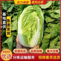 【夏阳白菜】开封市通许县夏阳白菜大量供应欢迎来电
