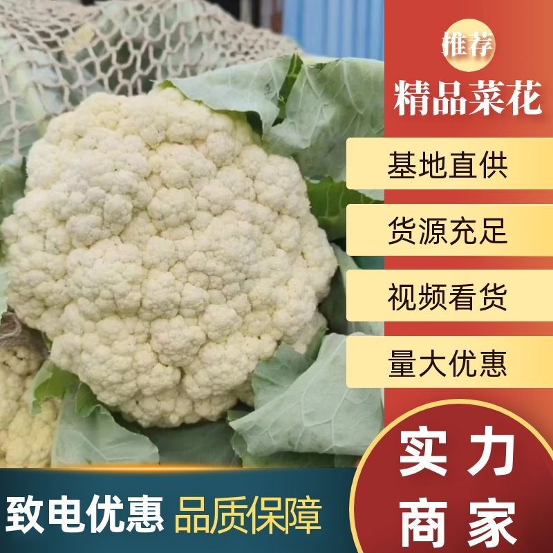 松花菜有机花菜开封菜花青梗白面量大优惠实力供货