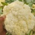 松花菜有机花菜开封菜花青梗白面量大优惠实力供货