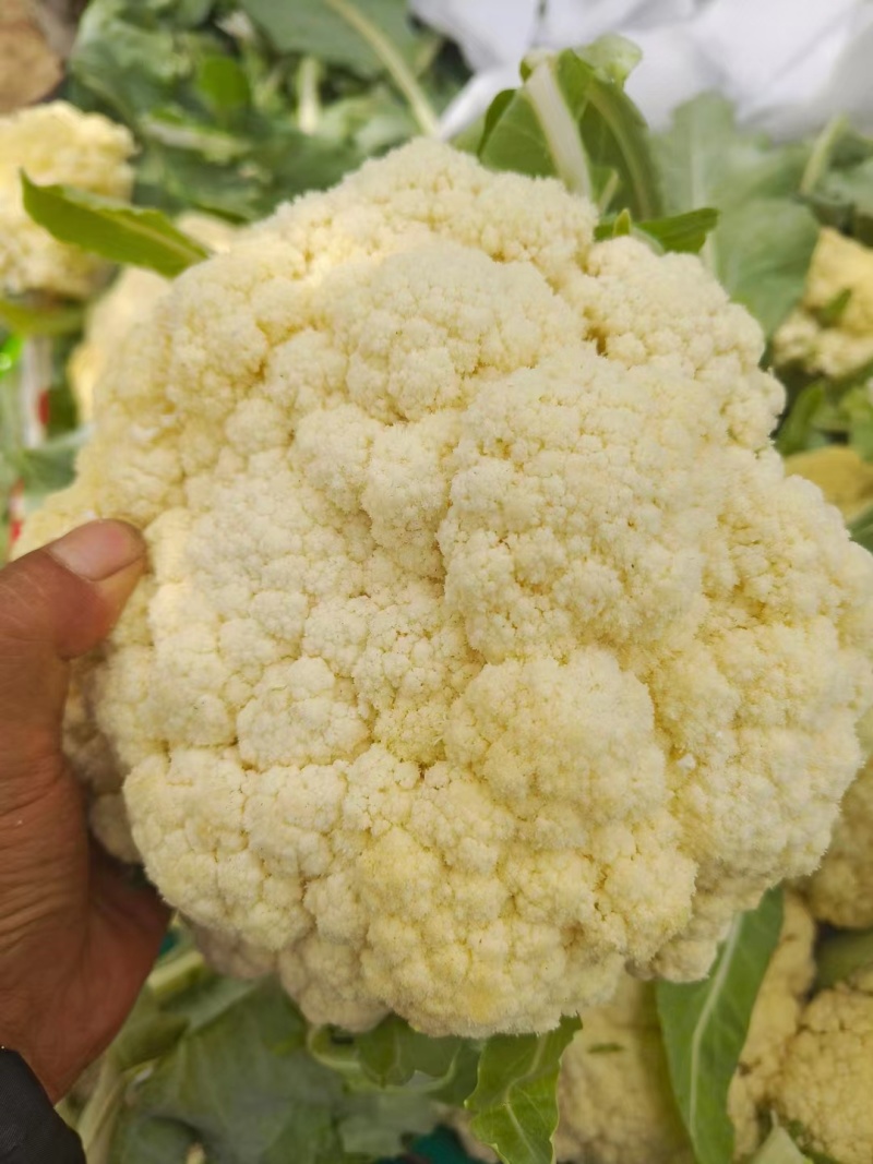 松花菜有机花菜开封菜花青梗白面量大优惠实力供货