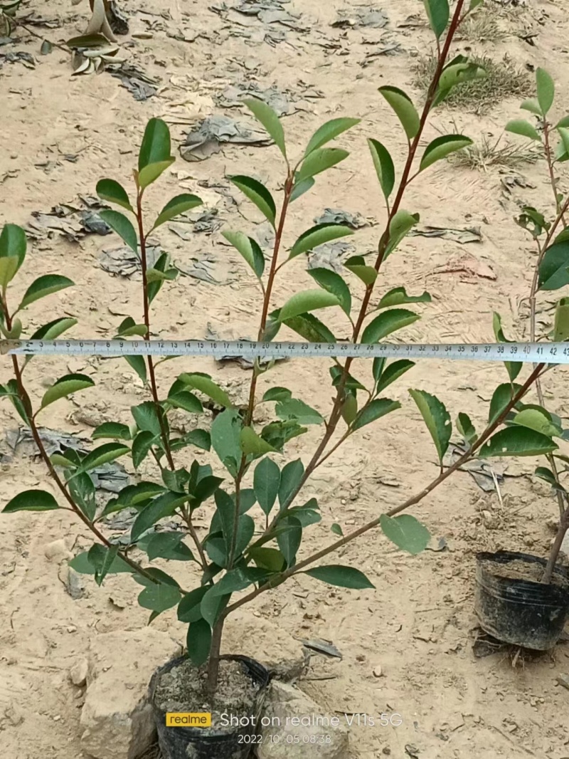 石楠苗，红叶石楠苗产地发货，量大苗好价格可议，欢迎选购