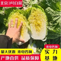 山东北京新三号白菜专业加工各种包装发往各个市场日销百吨
