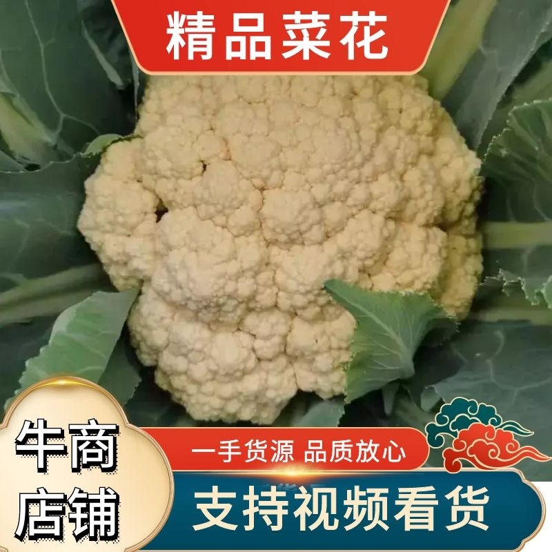 安徽宿州有机花砀山松花菜散花小米花产地直发