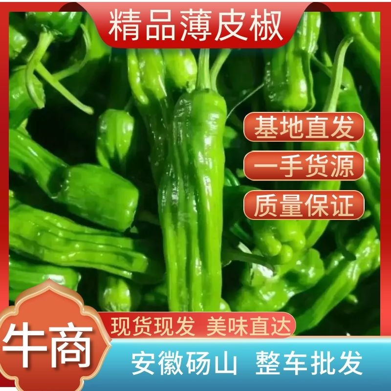 鲜辣椒薄皮椒301椒线椒螺丝椒皱皮椒货源充足