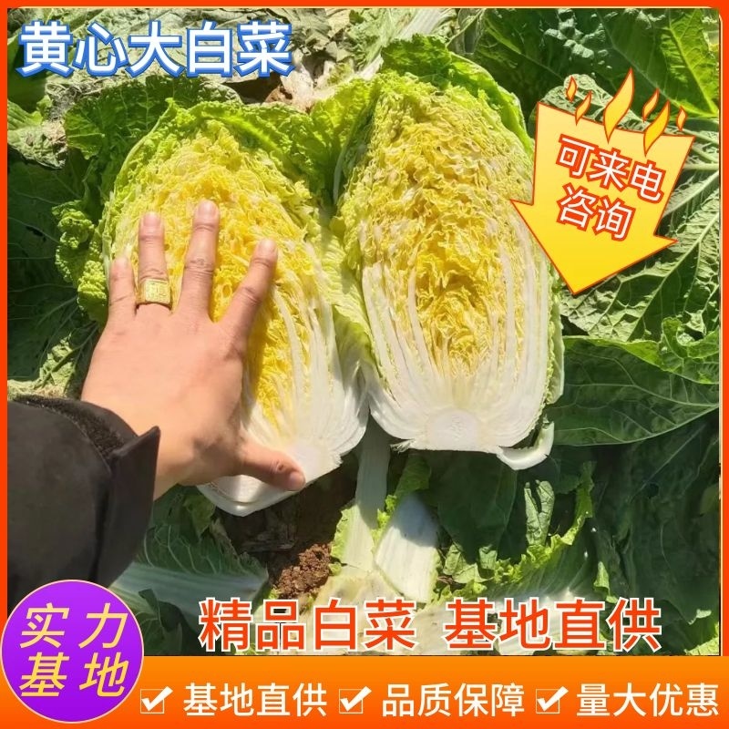 山东滕州黄心大白菜金清黄心秋宝玲珑黄大量供应大颗小颗都有