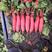山东滕州红皮萝卜大量上市，基地直供，一手货源，个头均匀