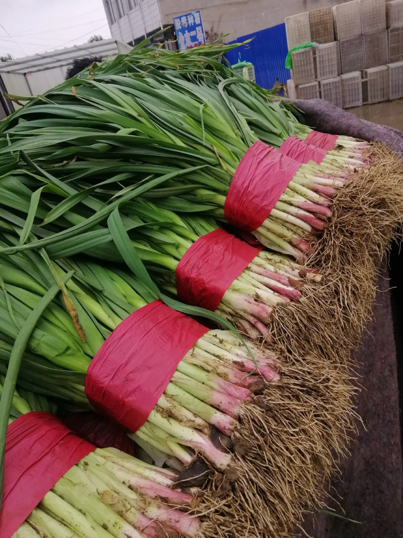 【蒜苗】精品红根蒜苗大量上市基地直发欢迎采购