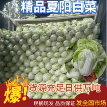 白菜夏阳白菜，原产地发货，量大从优，欢迎各位老板前来